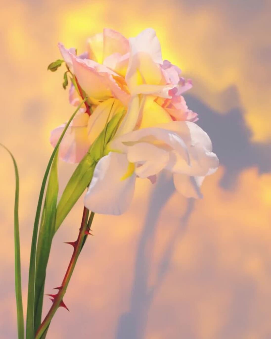 Iris pallida sur un ciel doré